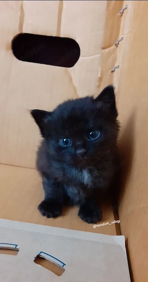 British shorthair black 