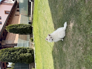 Pomeranian Spitz 