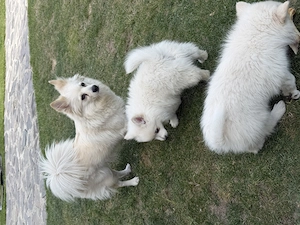 Pomeranian Spitz  - imagine 2
