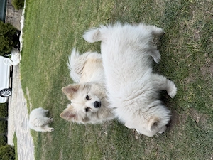 Pomeranian Spitz  - imagine 4