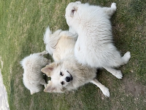 Pomeranian Spitz  - imagine 3