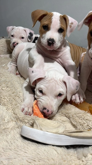 vand amstaff  - imagine 2