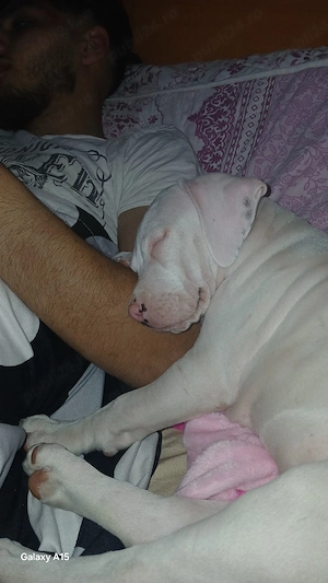 vand amstaff  - imagine 3
