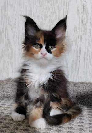 Puiut Maine coon 