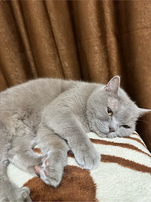 Vand pisică British Shorthair