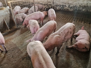 Porci si purcei carne - imagine 2