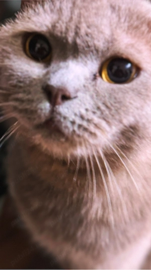 Vand pisică British Shorthair - imagine 4