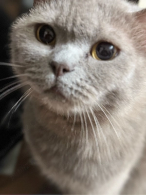 Vand pisică British Shorthair - imagine 2