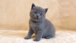 British Shorthair 