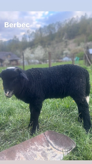 Vând trei mielute și trei berbecuți  - imagine 2