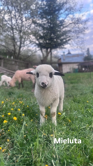 Vând trei mielute și trei berbecuți 