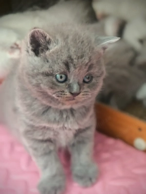 British shorthair, fetita - imagine 3