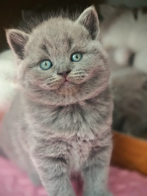 British shorthair, fetita