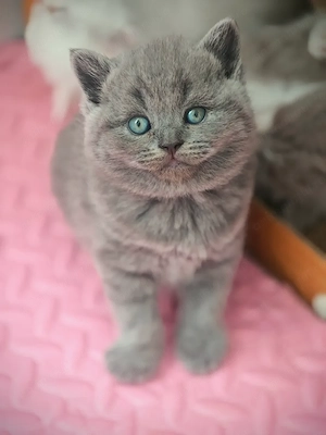 British shorthair, fetita - imagine 2