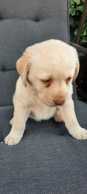 Vand pui de Labrador - imagine 4