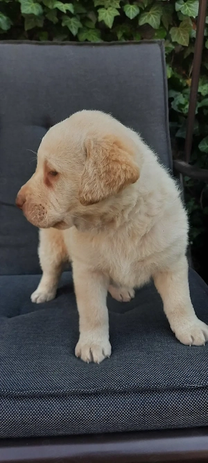 Vand pui de Labrador - imagine 3