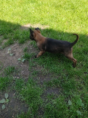 Belgian Malinois  - imagine 2