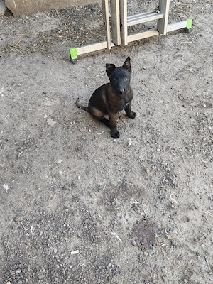 Belgian Malinois  - imagine 3