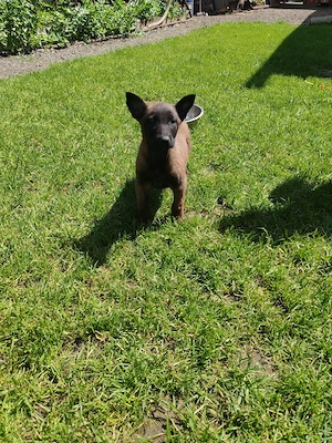 Belgian Malinois 