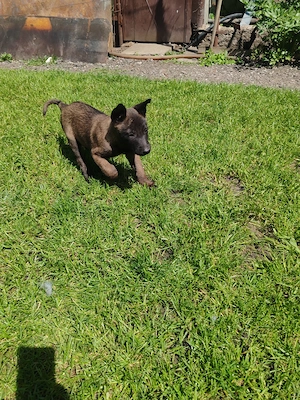 Belgian Malinois  - imagine 4