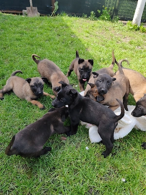 Belgian Malinois  - imagine 5