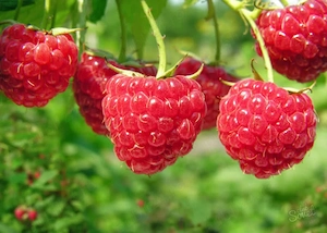  locuri de muncă în spania și olanda   agricultură (sere și solare) - imagine 2