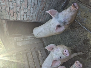 Porci de vanzare - imagine 2