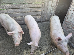 Porci de vanzare