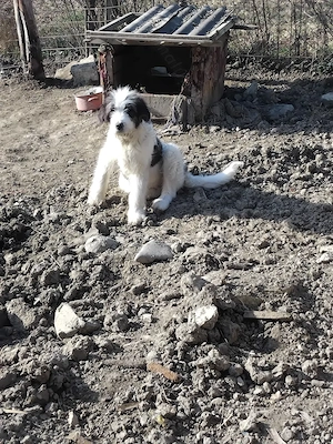 Câine ciobănesc 5 luni