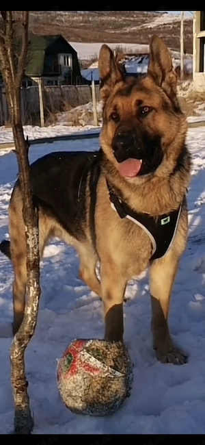 Ciobănesc German