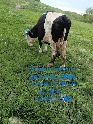 vaca de vanzare