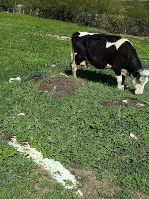 vaca de vanzare - imagine 2