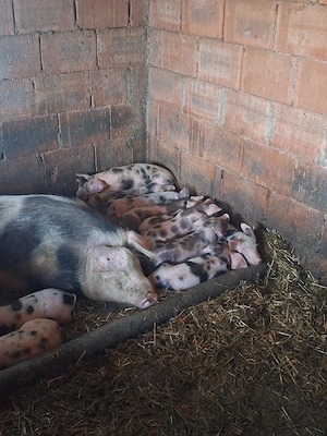 vand purcei de rasa pietrean, cu greutate de peste 15 kg,foarte mancaciosi