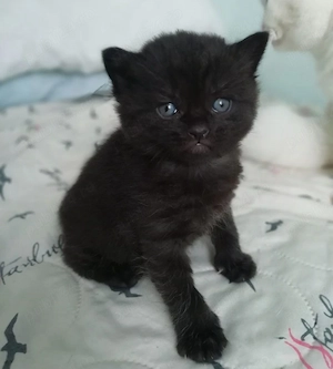 British black