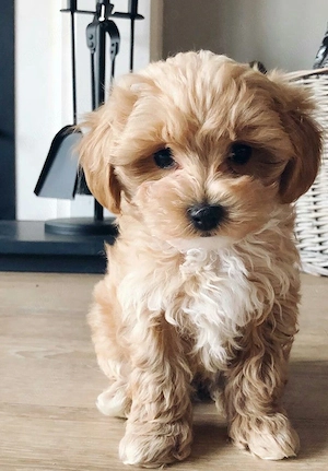 Maltipoo poodle mini toy