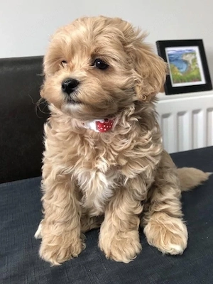 Maltipoo poodle mini toy - imagine 2