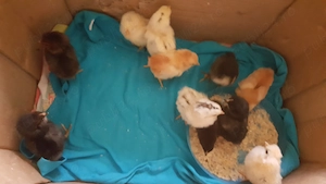 pui scosi de clota,auraucana si ameraucana