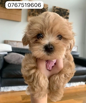 Maltipoo poodle mini toy