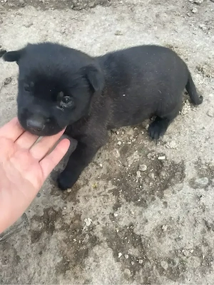 o singura fetita  malinois 