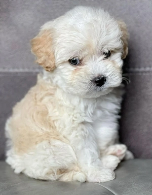 Maltipoo poodle mini toy 