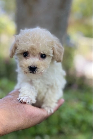 Maltipoo poodle mini toy  - imagine 2