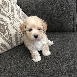 Maltipoo poodle minintoy - imagine 2