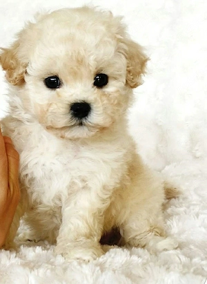 Maltipoo poodle minintoy