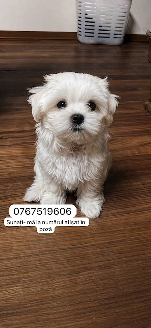 Bichon maltez mini toy