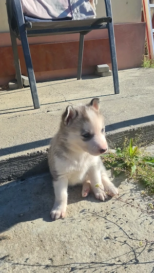 Husky Siberian pui 