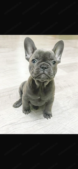 Bulldog Francez Blue - imagine 2