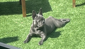 Bulldog Francez Blue