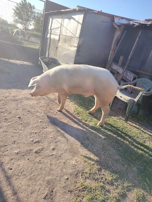 Porc disponibil 