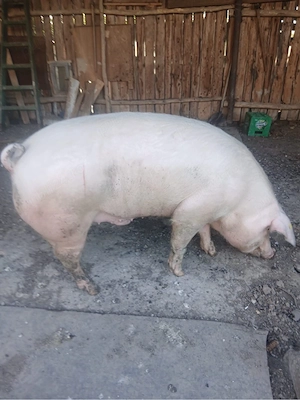 Porci grasi , porci de vanzare