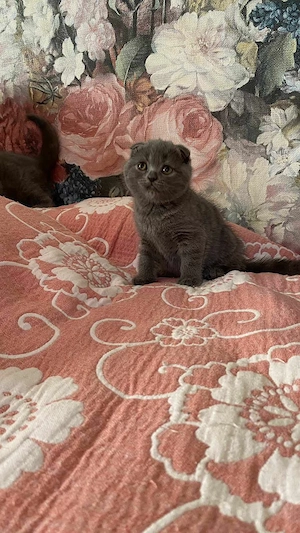 british shorthair,asigur transport! - imagine 2